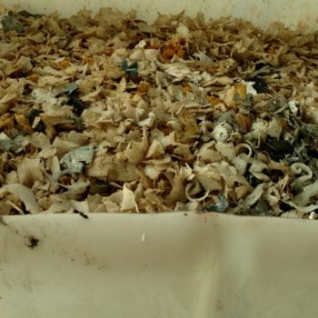 IBC Tote Shred Staged